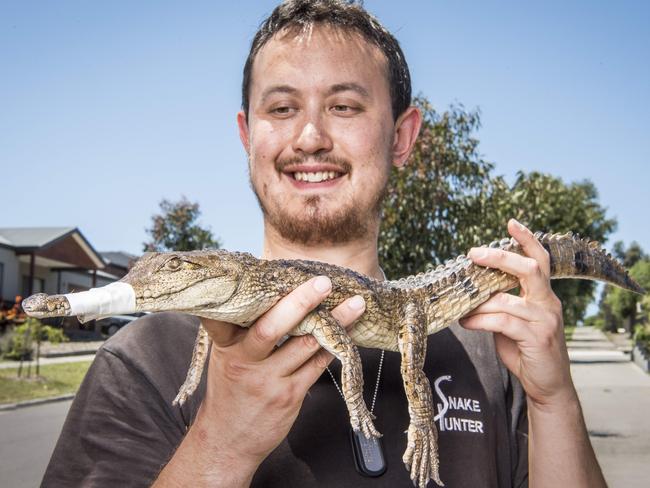 Snake hunter Mark Pelley was called to catch a crocodile. Picture: Jason Edwards