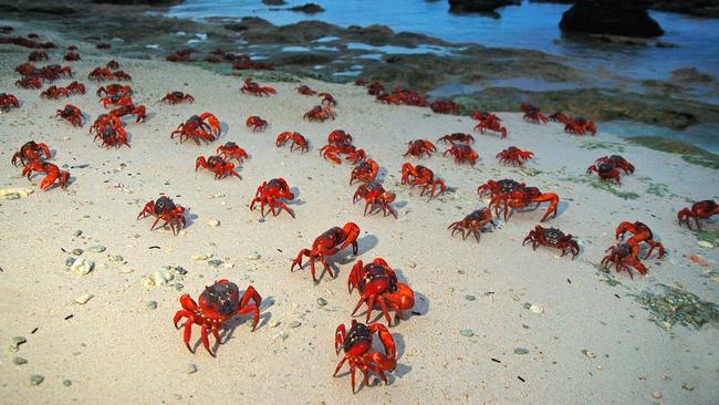 The famous red crabs of Christmas Island.