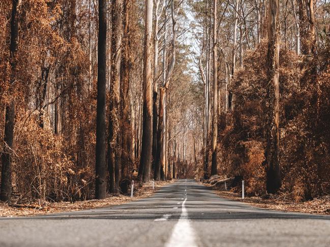 Mount Agony Rd after the bushfires. Picture: Josh Burkinshaw