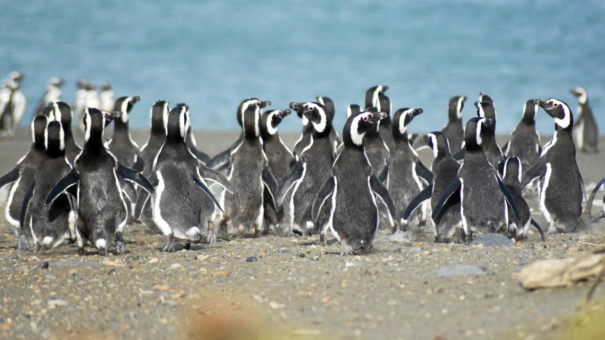 The penguins were a highlight during a trip to Valdes Peninsula in Argentina. Picture: Megan Sheehan