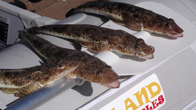 Flathead caught from the beach by fishing columnist Carl Hyland.