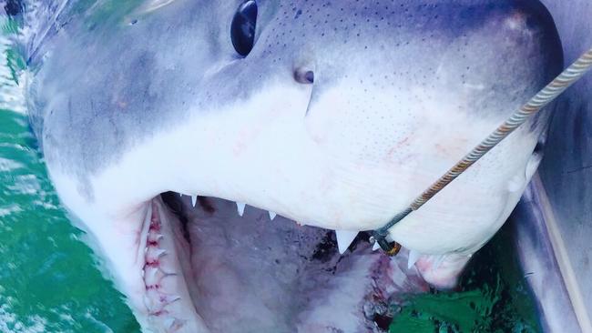 This 2.32m male white shark was caught at Lennox Head Beach on SMART drumlines.