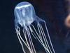 Two boys stung by jellyfish off Capricorn Coast