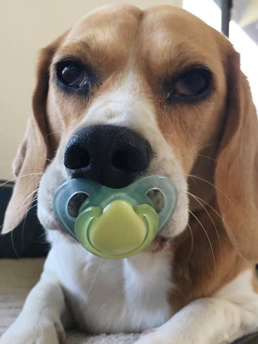 DEJU: This pampered pooch doesn’t mind a bit of babying ... but Deju’s far too sweet to spit the dummy.