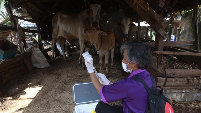 A veterinarian prepares a vaccine for foot-mouth-disease for cows ahead of Eid Al-Adha, the Muslim feast of sacrifice, in Lampung on June 29. Picture: Perdiansyah/AFP