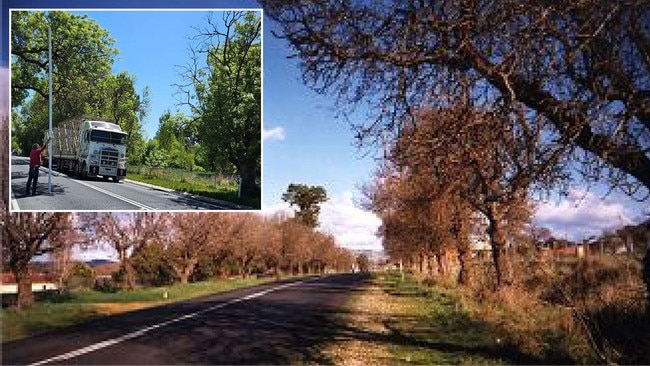 O'Connell village's Anzac Memorial Avenue of Trees, main picture, and measuring the 6-metre clearance, inset. Pictures: Supplied