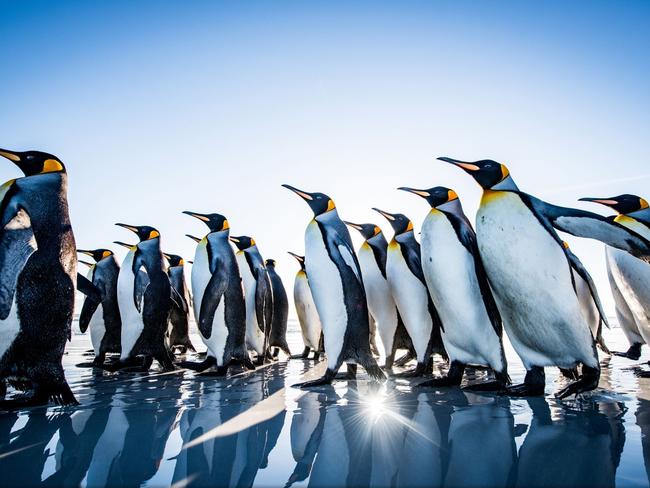 Marching Penguins by Yusuke Okada. Picture: Yusuke Okada/National Geographic Travel Photographer of the Year Contest