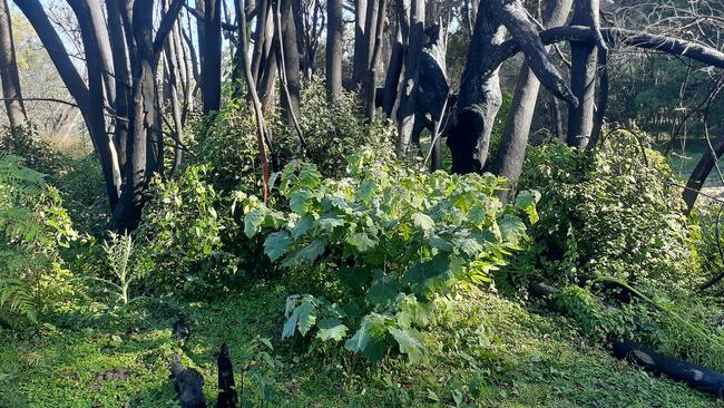 Clarence Valley Council has been awarded funding to tackle persistent weeds invading areas that were severely affected by last summer's bushfires, including the invasive tropical soda apple.