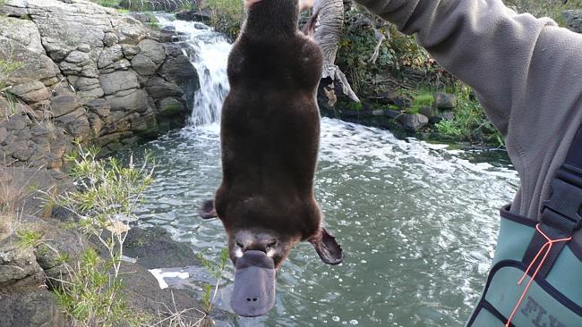 Supplied Editorial Melbourne's biggest platypus found in Sunbury