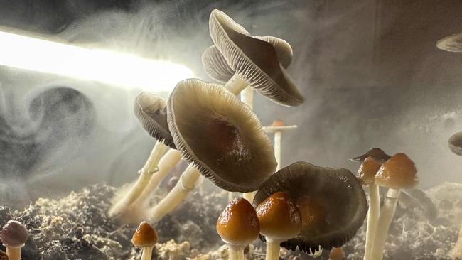 Luke Ron Baldwin-Davies told the court he cannot remember the offending, which occurred while he was drunk and on hallucinogenic magic mushrooms. Picture: John Moore/Getty Images/AFP