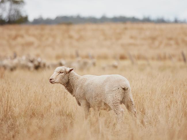 MacKellar writes about ‘the crisis of birth and death’ in her memoir, Graft. Picture: Samuel Shelley