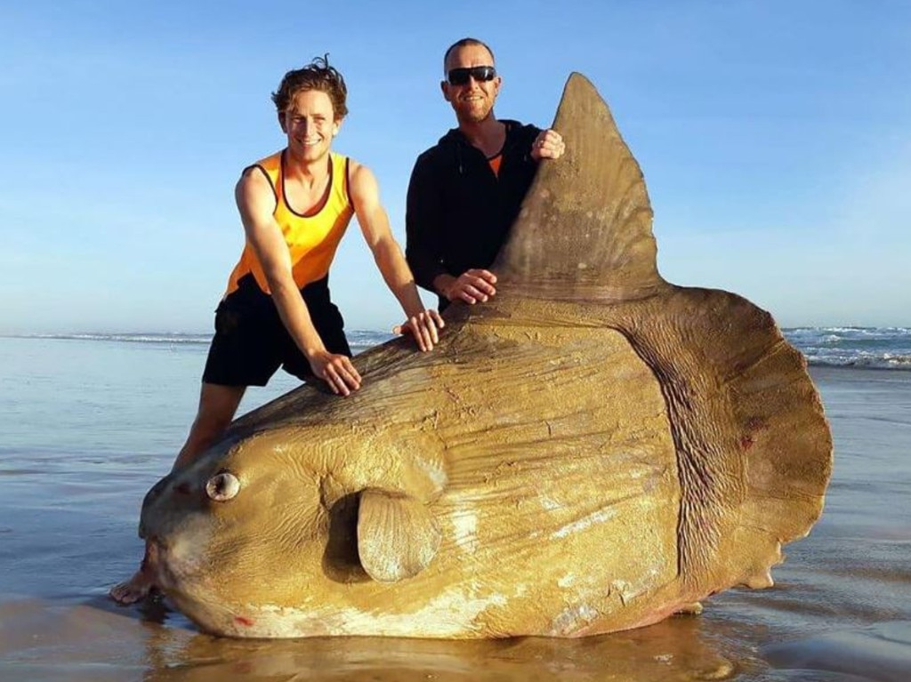 The sunfish washed ashore and was found dead in Coorong, near the mouth of the Murray River in South Australia in 2019. Picture: Linette Grzelak