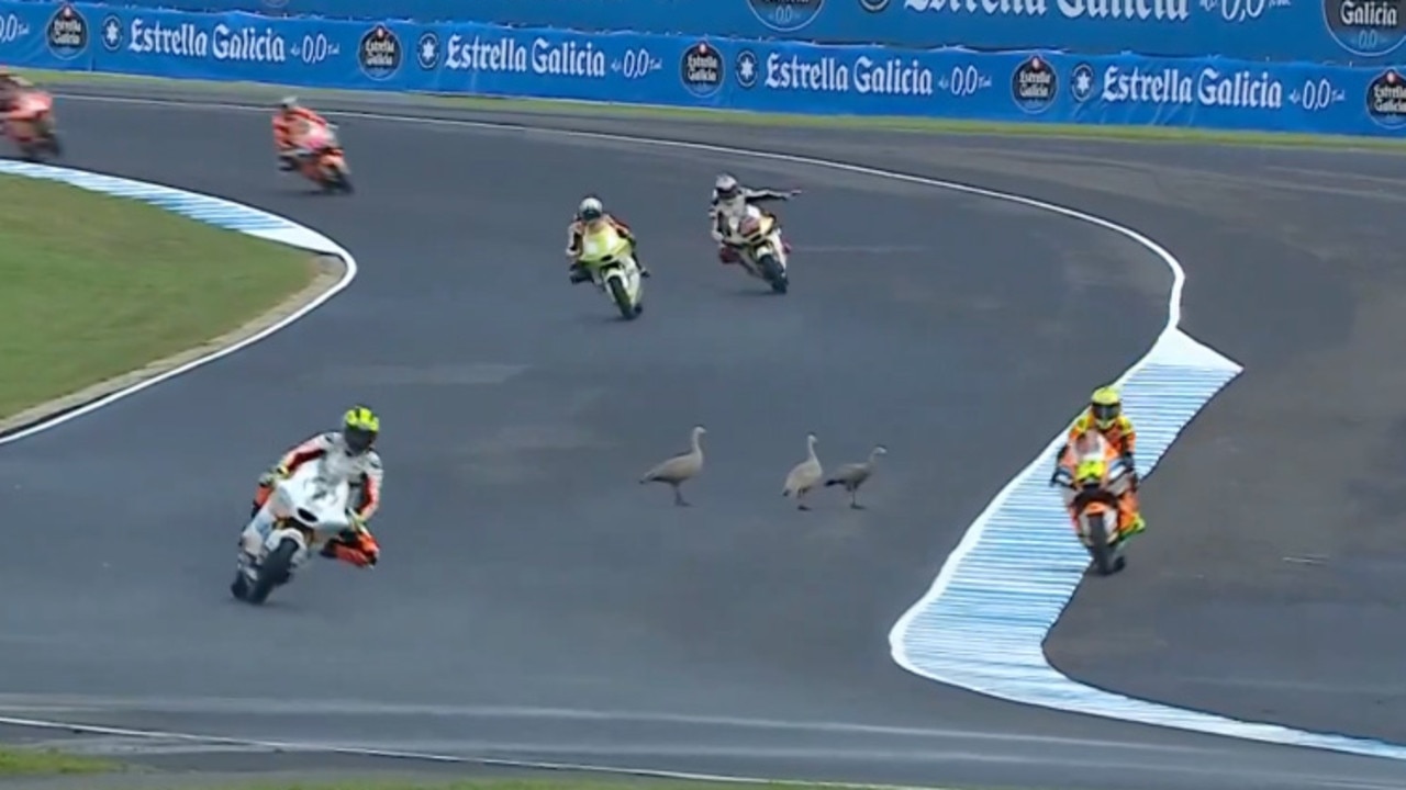 Wildlife interrupts practice, 5 reasons not to miss Aust MotoGP