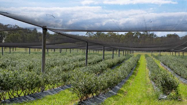 A blueberry farm at Sandy Beach.