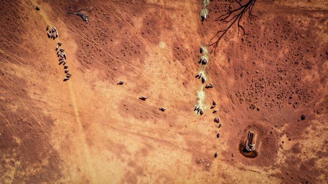 Sheep eat feed dropped in a drought-affected paddock on a property located on the outskirts of Boggabri in NSW.