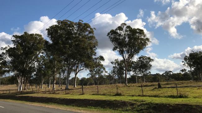 Koala trees that will be bulldozed to make way for a sports complex on Heinemann Rd, Mount Cotton.