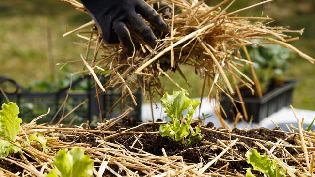 Mulch is like a protective layer for your soil.