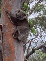 The koala didn’t appear thirsty and climbed a nearby tree.