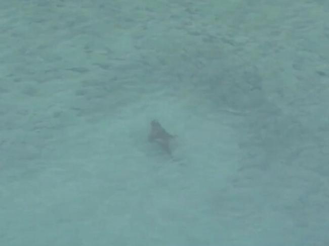 Bondi Beach was closed for an hour on Friday after sharks were spotted swimming through a nearby baitball.