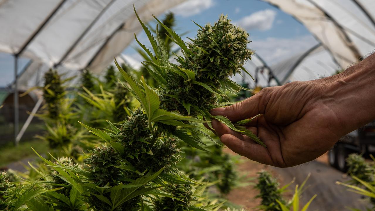 Medicinal cannabis helps veterans feel like themselves again, Dr Stewart says.