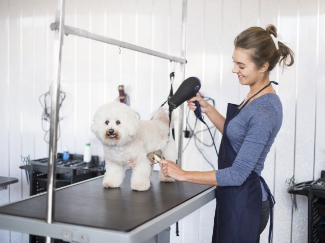 ISTOCK: a teenage female dog groomer is drying the hair of a bichon frise dog in a grooming parlour. She is wearing an apron , holding an iron and is smiling at the dog .