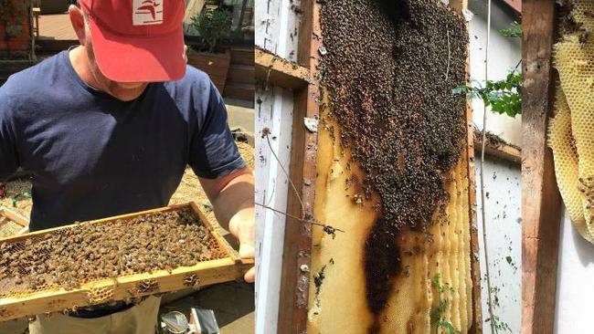 A Blackburn North business has seen an increased demand for beehives.