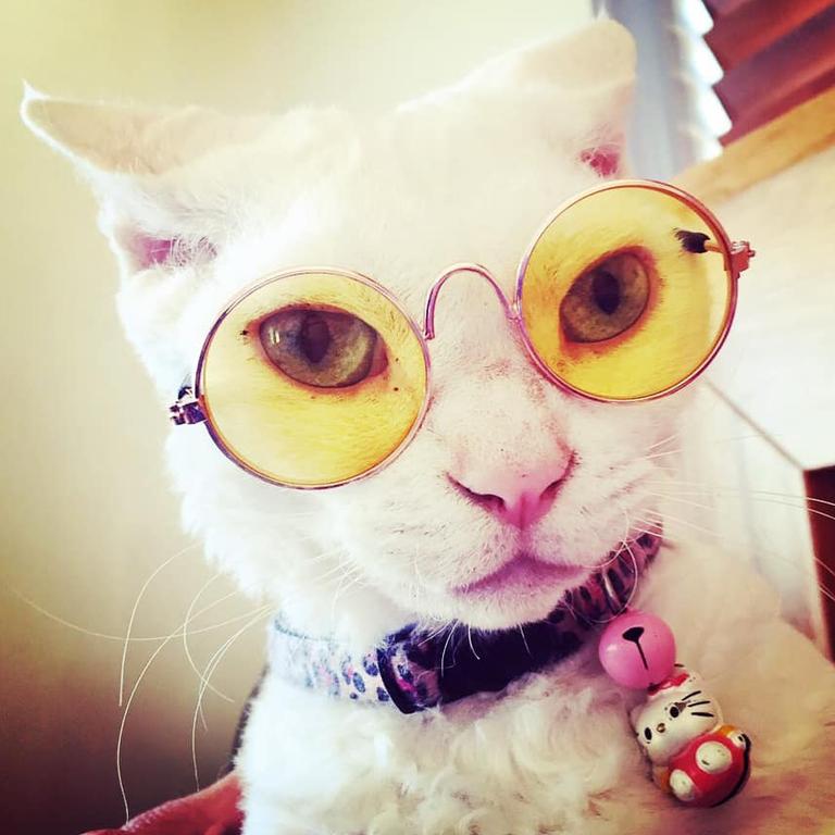 1. The coolest cat in Queensland. Millie in her sunnies or is it Bono? Picture: Kris Hooley.