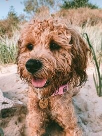 Gold Coast's cutest dogs: Frankie. Submitted by Fletcher Smith.