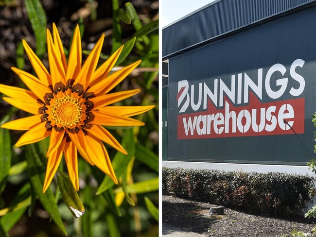 Big problem with plant sold at Bunnings