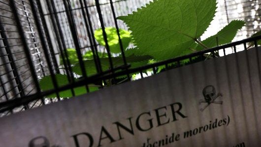 For Daniel, staying safe from the gympie-gympie sting is simple: a ‘Danger’ sign and a cage around the plant. Picture: Oxford Mail.