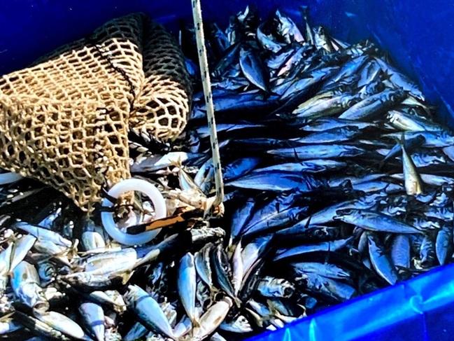 The Bob Brown Foundation claims wild fish are getting caught and dying in salmon pens. Picture: Supplied