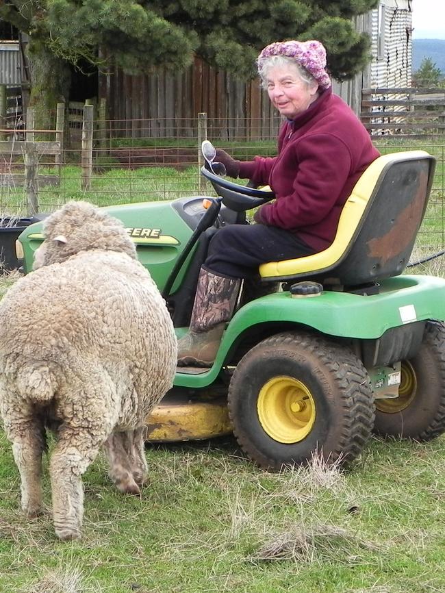 Babe the pet sheep loses interest.