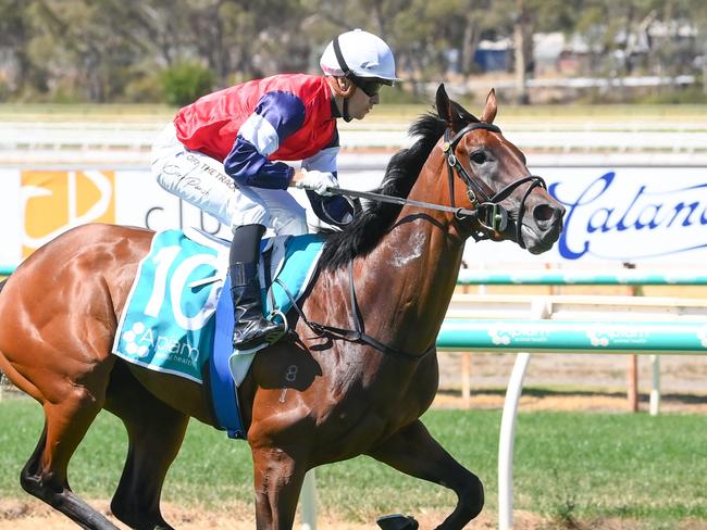 Scillato ridden by Cory Parish wins the Hunter Equine Centre BM64 Handicap at Bendigo Racecourse on February 09, 2025 in Bendigo, Australia. (Photo by Brett Holburt/Racing Photos via Getty Images)