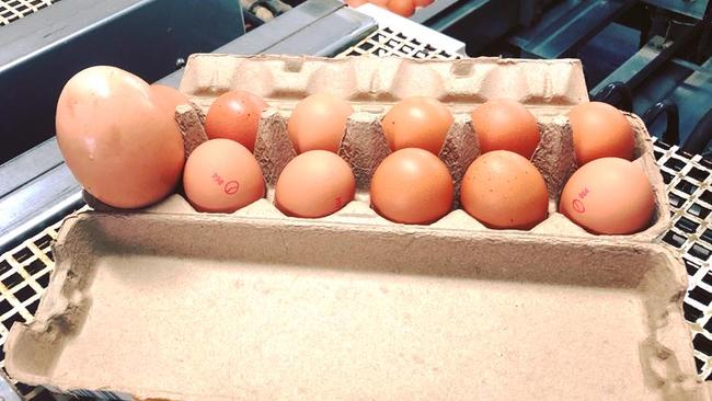 The egg stands out in a crowd of normal sized eggs. Picture: Stockman’s Eggs