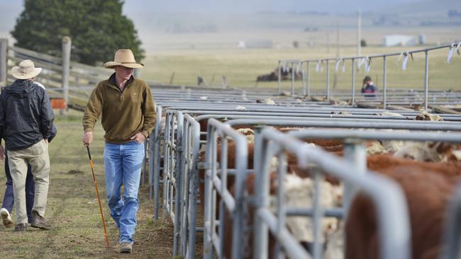 Producers are now more confident in the longer-term future of the industry and are buying heifers to join, instead of looking for a quick-fix to boost their herd numbers. Picture: Dannika Bonser.