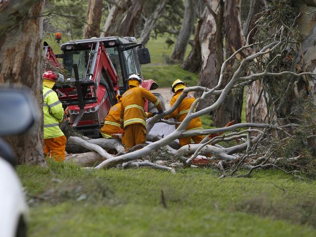 A giant tree fell on Ray Fox as he cleared the road from other storm debris at Harrogate. Picture: Simon Cross