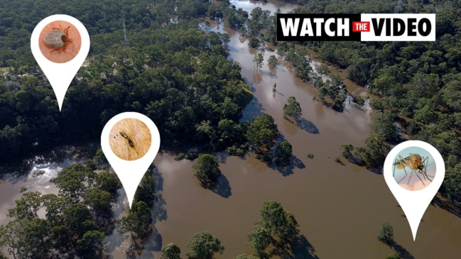 Tick, flea and mosquito numbers expected to boom in wake of NSW floods