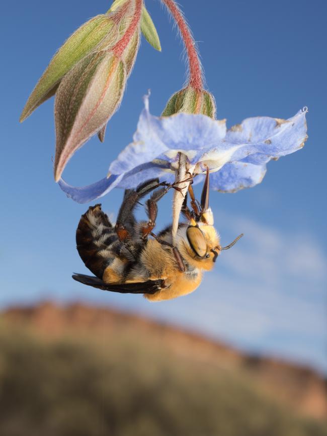 Nectar of life by Dan Jones