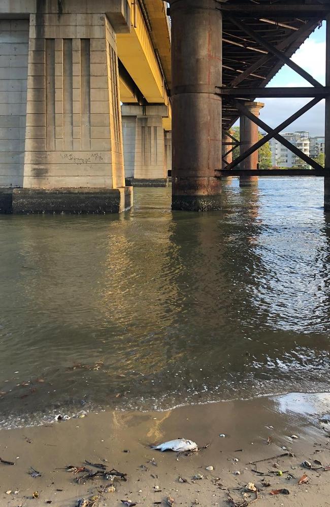 Other walkers have found fish kills across other parts of the foreshore. Picture: Jennifer Dixon