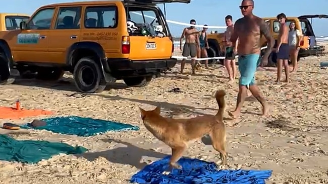 Australia warns of dingo attacks after tourist's bum bitten