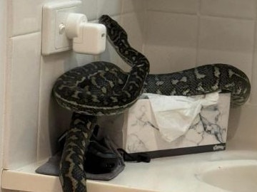 ‘One in three homes’: Must-know tips as snakes enter breeding season