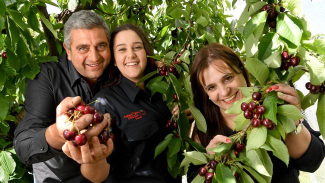 Cherry grower Joe Ceravolo with wife Anna and daughter Joanna (15) in his Ceravolo Orchard getting ready for Christmas. Picture: Tricia Watkinson