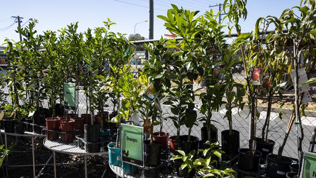 Fruit trees ready to be planted. Picture: Mark Cranitch.