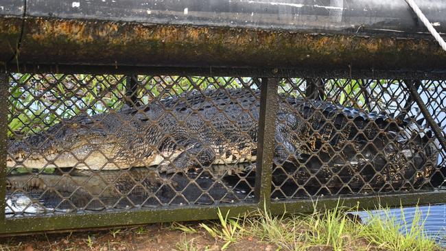 Department of Environment, Science and Innovation (DESI) wildlife officers captured a 3.6-metre saltwater crocodile at Cattle Creek on the Bruce Highway between Townsville and Ingham overnight Friday in what has been an action-packed month for hard-working wildlife officers in North Queensland. Picture: Cameron Bates