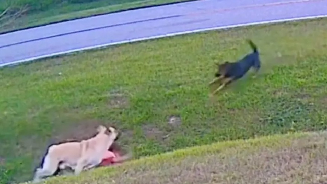 Tank snapped into alert mode after a neighbour’s dog came racing towards them. Picture: TikTok.