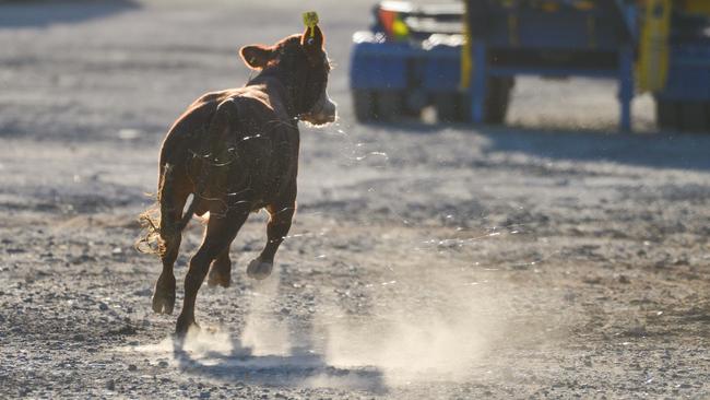 A calf escaped from the live export ship Bader III at Port Adelaide. Picture: AAP / Brenton Edwards