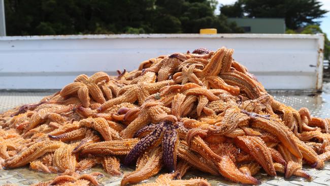 More than 2,000 invasive sea stars collected at Battery Point on January 19 2025. Picture: Elise Kaine