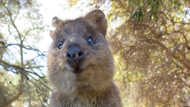 13 things you didn’t know about the quokkas of Rottnest Island | escape ...