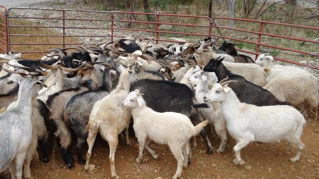 Goat meat is gaining traction as a “new protein” source.