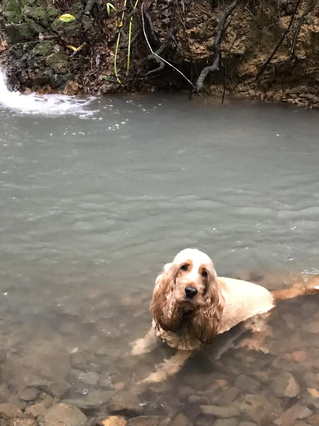 Toffee the cocker spaniel enjoys a dip in the creek.